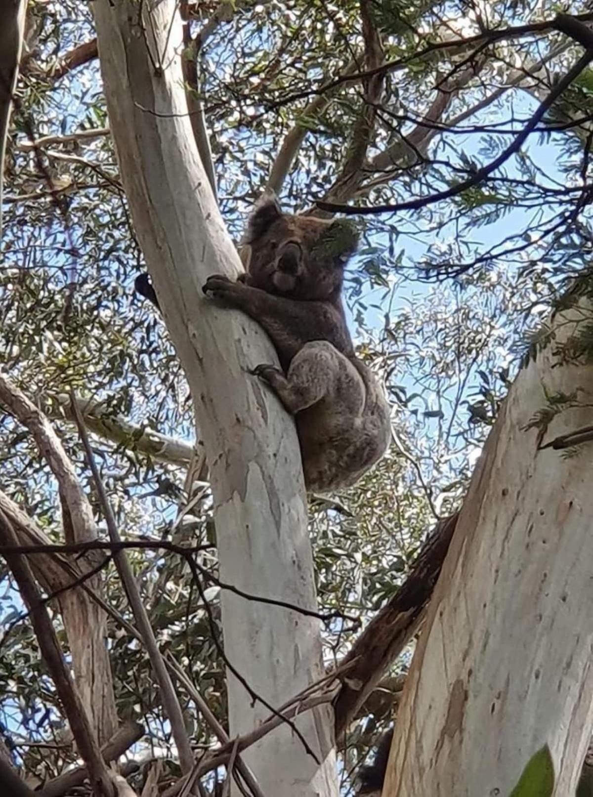 Wilsons Promontory Motel Foster Bagian luar foto